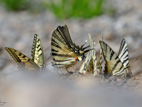Swallowtails-aat-drinking-pool-_43A1483-2