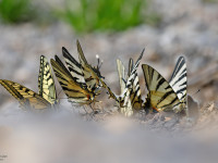 Swallowtails-at-drinking-pool-_43A1489-1