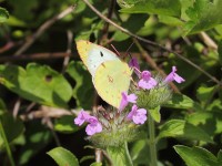 Berger's-Clouded-Yellow-0067226