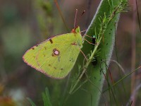 Clouded-Yellow-0453157