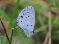 Eastern-Short-tailed-Blue-0104131