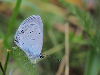 Eastern-Short-tailed-Blue-1-0104131