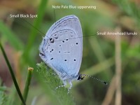 Eastern-Short-tailed-Blue-2-0104131