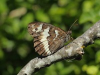 Great-Banded-Grayling-9489258