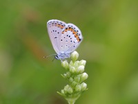Silver-studded Blue 0777353