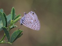Lang's-Short-tailed-Blue-0434158