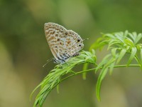 Lang's-Short-tailed-Blue-0441156