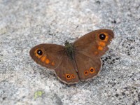 Large-Wall-Brown-0883205
