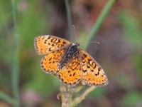 Lesser-Spotted-Fritillary-0700187