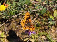Pearl-Bordered-Frit-8974230