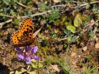 Pearl-Bordered-Frit-8976231