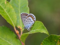 Silver-studded Blue 696852