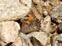 As yet unidentified Grayling-718655