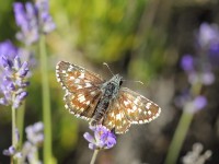 Sandy-Grizzled-Skipper-0271146