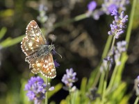 Sandy-Grizzled-Skipper-1-0269152
