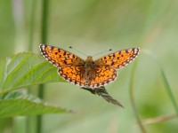 Small Pearl Bordered 6816295