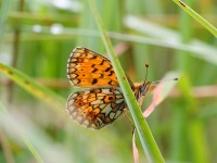 Small Pearl Bordered 6820298