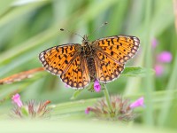 Small Pearl Bordered 6836297