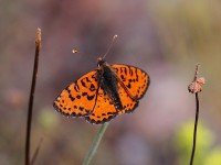 Spotted-Fritillary-0260144