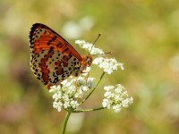 Spotted-Fritillary-0380155