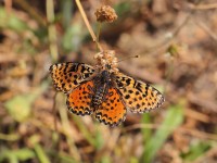 Spotted-Fritillary-9724254