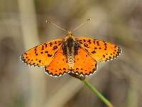 Spotted-fritillary-0682184