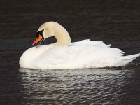 12-mute-swan-