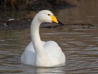 23-whooper-swan-