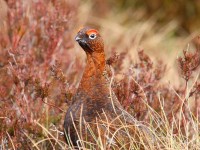 37red-grouse-male-