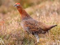 38-red-grouse-male