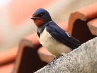 45-swallow-