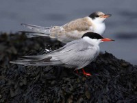 52juv-adult-common-tern-