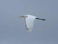 60-great-white-egret-