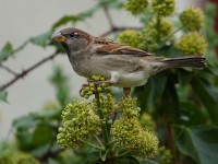 66-house-sparrow-