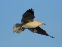 77ring-billed-gull-