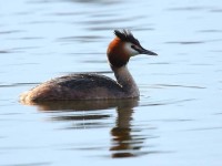 79great-crested-grebe-