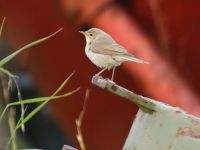 booted-warbler