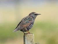 shetland-starling