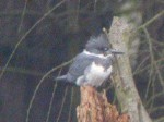 A Belted Kingfisher in Staffordshire!! - 1st April 2005