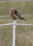 A Derbyshire “Red-foot” - Red-footed Falcon - 1st summer female - 22nd Jun 2011
