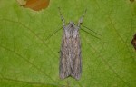 Rare Moth in my Garden Trap - 13th October 2011