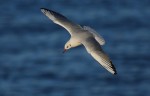 A Brute of an Arctic Gull - 2nd January 2012