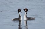 Dances with Grebes - Sunday, 27 March 2011
