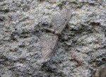 70.169 BF1848 - Angle-barred Pug (Ash Pug) - Geometridae - Eupithecia innotata f. fraxinata