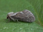 3.002 BF0017 - Common Swift - Hepialidae - Korscheltellus lupulina