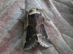 66.001 BF1631 - December Moth - Lasiocampidae - Poecilocampa populi