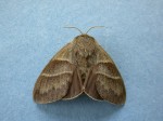 66.008 BF1638 - Fox Moth - Lasiocampidae - Macrothylacia rubi