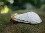 3.005 BF0014 - Ghost Moth - Hepialidae - Hepialus humuli