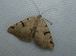 70.215 BF1897 - V Moth - Geometridae - Macaria wauaria