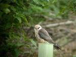 Red-footed Falcon - Gringley Carr, Notts - 16th June 2002